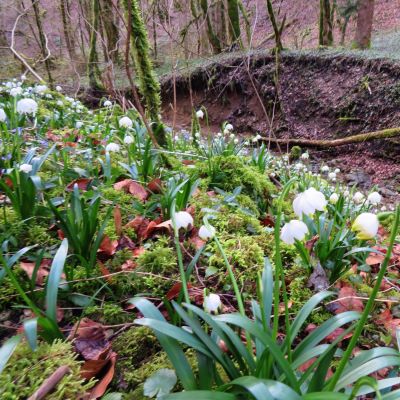 24 février 2023 - Cascade de Vaux
