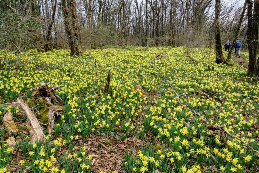 13 Mars 2022 - Les Roches de Nans - Les jonquilles