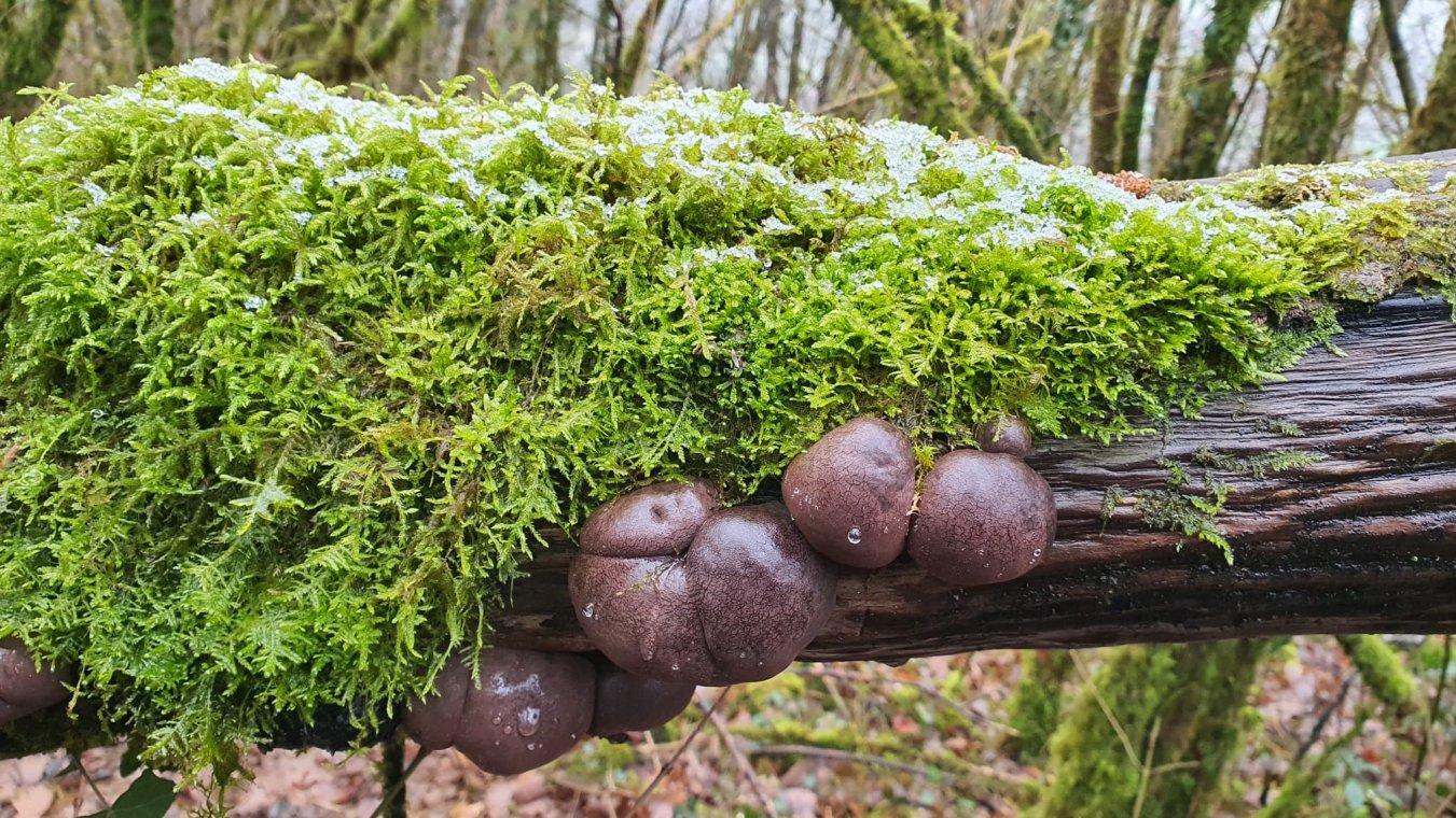15 fév 2026 Chouzelot
