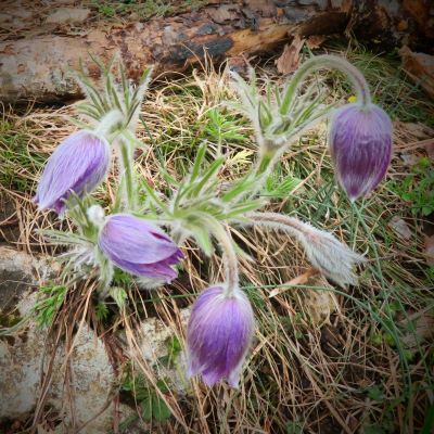 Ornans vend 13 mars 2026