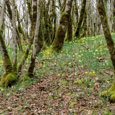 3 mars 2026 Baume Bourla