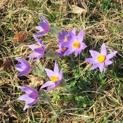 13 mars Ornans les anémones