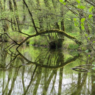 Les Marais de Saône vendredi 5 Avril 2024